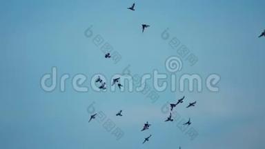 一群鸟在飞，在天空中回头。